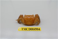 藏品(中型東方蟹)的圖片